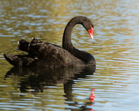 Black swan (Cygnus atratus) standing on ground near a pond