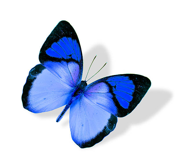 istock Beautiful Flying Blue Butterfly isolated on white background wit 493795728