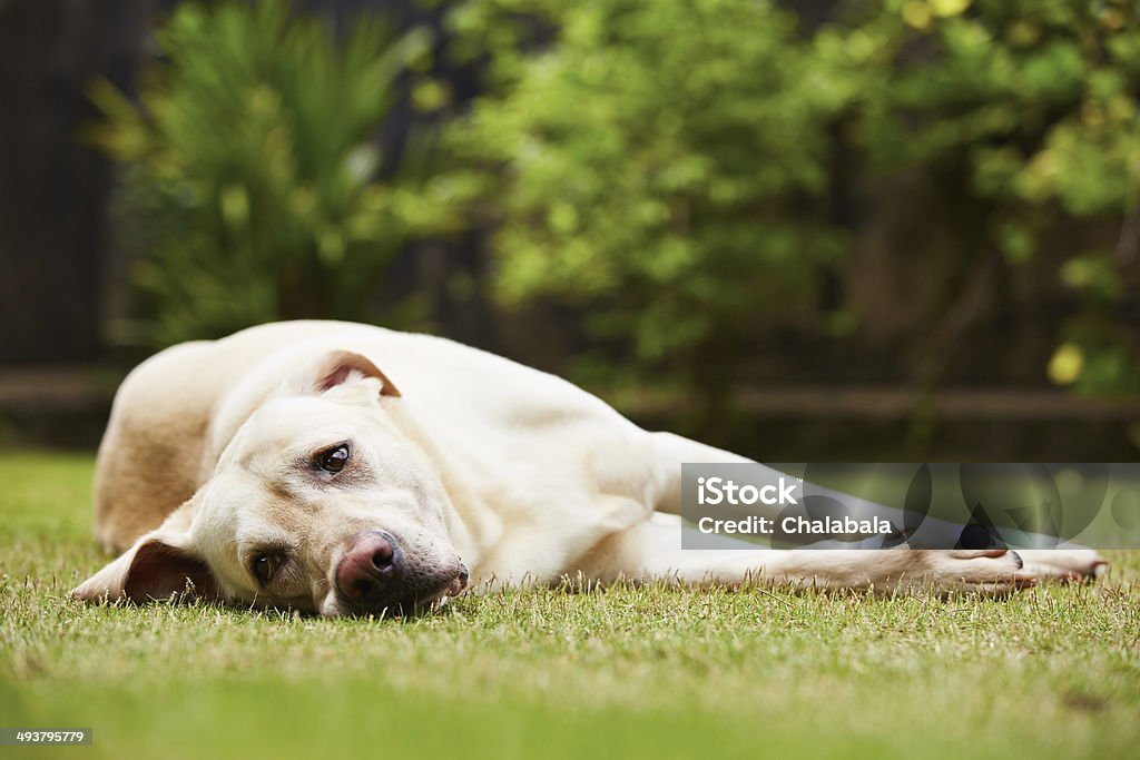 Sad dog Labrador retriever is lying on the grass Dog Stock Photo