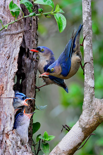 istock Velvet-fronted Nathatch, the beautiful blue birds perform their 493795956