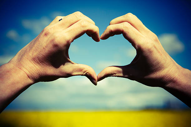 istock Love shape hands - heart on yellow field 493796039