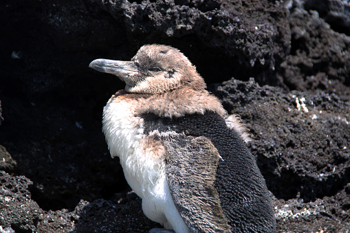 A young Galapagos Penguin (Spheniscus mendiculus) in the midst of molting, on the rocky coastline of  Sombrero Chino (Chinese Hat) Island. It is the only penguin that lives north of the equator in the wild.