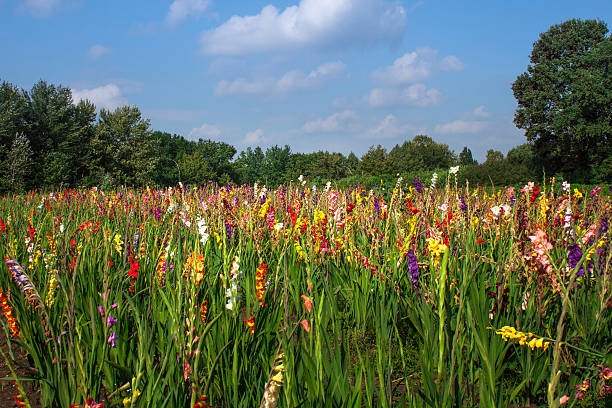 Large meadow with colorful gladioli flowers in summer against a blue sky
