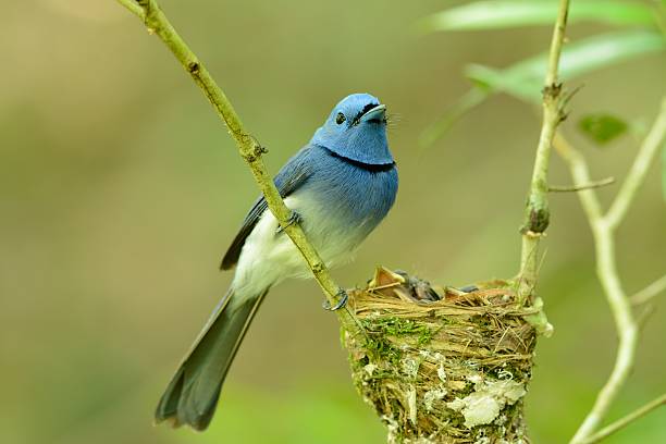 istock male black-nape monarch 493796436
