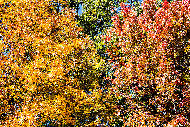 Yellow Green Red Fall Close up of Fall (Autumn) in Bucks County Pennsylvania (PA) folliage stock pictures, royalty-free photos & images