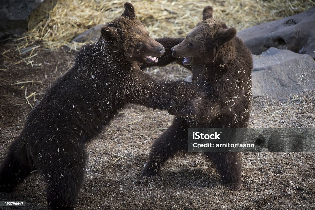 Bears fighting Bears fighting at Skansen's Zoo in Stockholm, Sweden. Activity Stock Photo