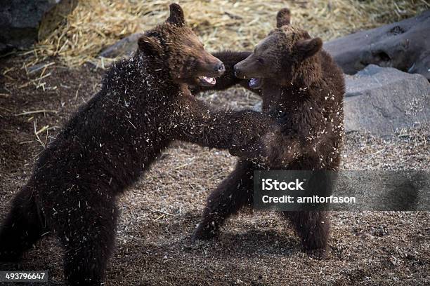 Bears Fighting Stock Photo - Download Image Now - Activity, Animal, Animals In Captivity