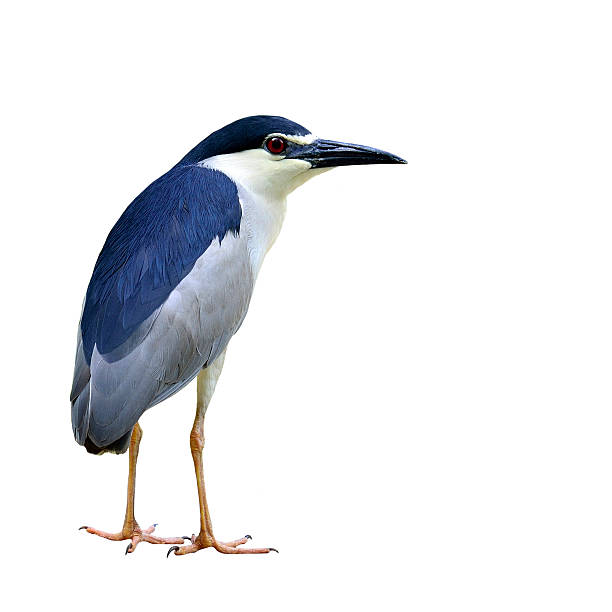 Black-crowned Night Heron bird standing on ground isolated on wh Black-crowned Night Heron bird standing on ground isolated on white background (nycticorax paddies) black crowned night heron nycticorax nycticorax stock pictures, royalty-free photos & images