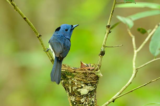 istock male black-nape monarch 493796892