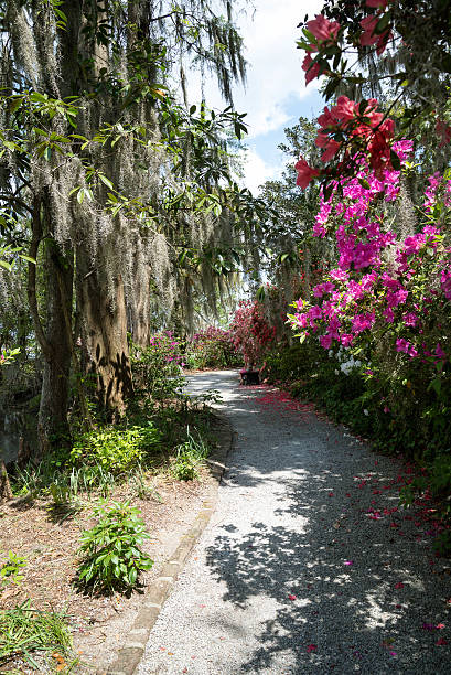 istock South Carolina garden 493797011