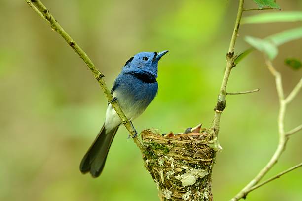 istock male black-nape monarch 493797166