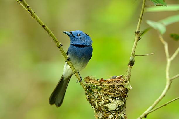 istock male black-nape monarch 493797436