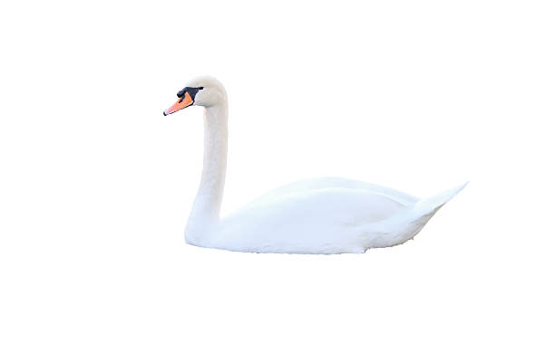 istock White swan di cut isolated background 493797462