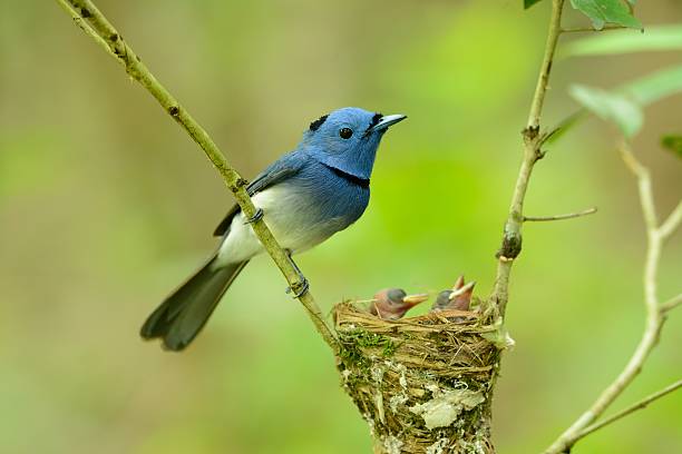 istock male black-nape monarch 493797632