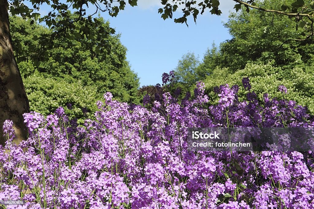 Hesperis matronalis-damian alcazar - Lizenzfrei Baum Stock-Foto