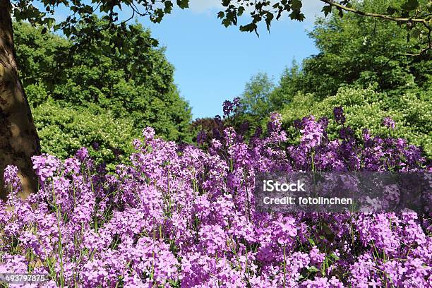 Hesperis Matronalisdamian Alcazar Stockfoto und mehr Bilder von Baum - Baum, Blume, Blüte