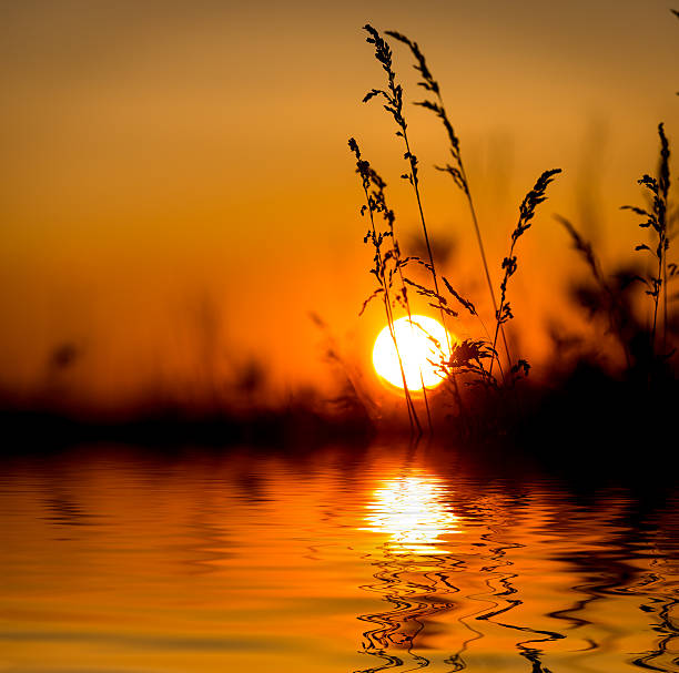 istock wild grass over big sun sunset background 493797892