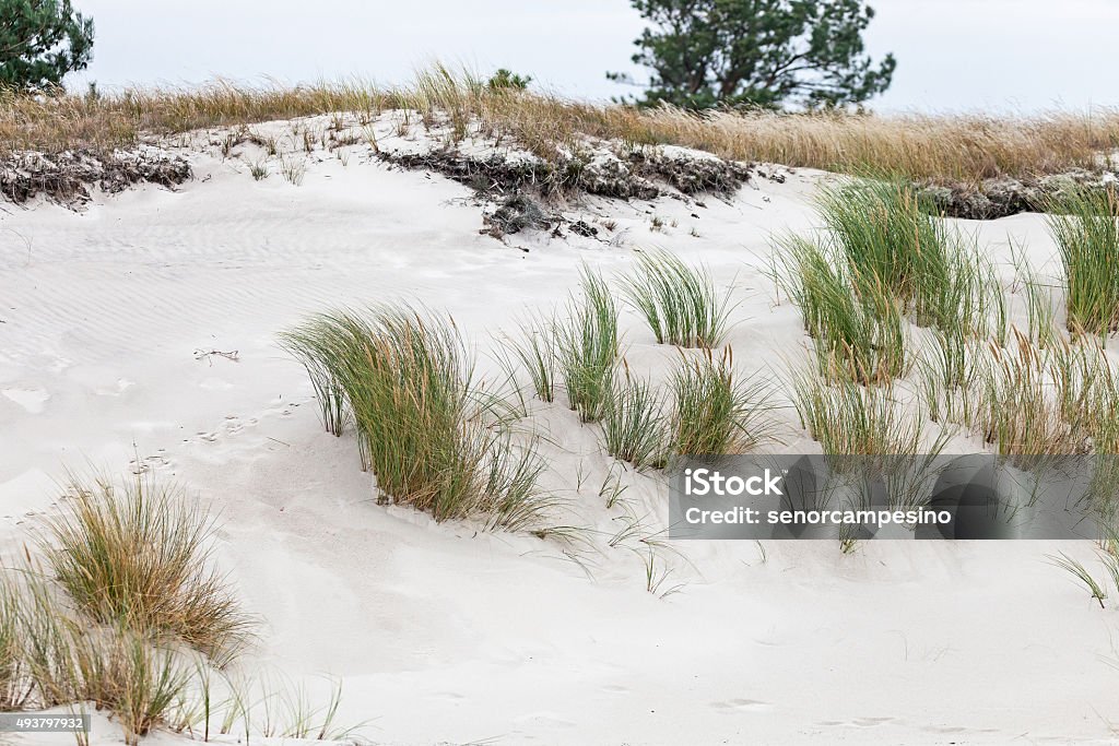 Lyme grass Lyme grass at the Baltic Sea cost on the peninsula Fischland-Darß-Zingst (Mecklenburg-Vorpommern, Germany). Marram Grass Stock Photo