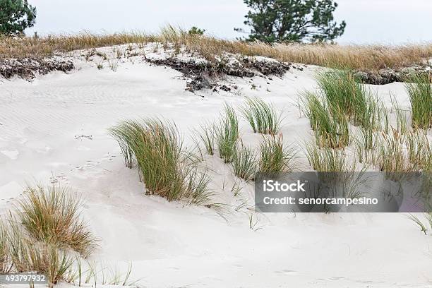 Lyme Grass Stock Photo - Download Image Now - Marram Grass, 2015, Baltic Sea