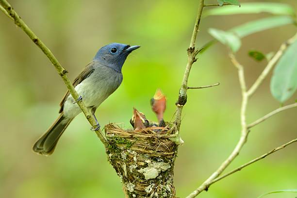 istock female black-nape monarch 493797938
