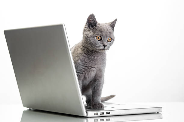 Filhote de Gato e um computador portátil - fotografia de stock