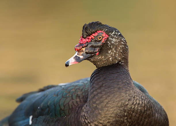 istock Close-up of a Muscovy duck 493798117