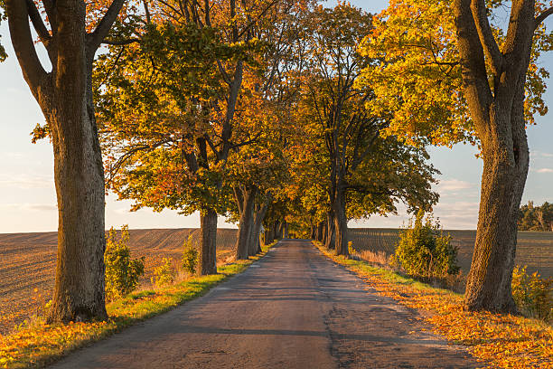 istock autumn alley 493798494