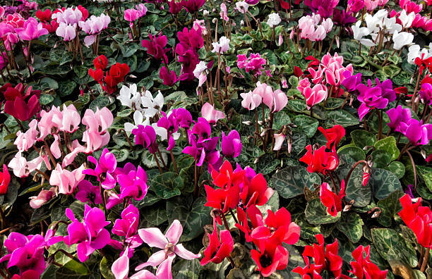 istock Large group of potted cyclamen 493798518