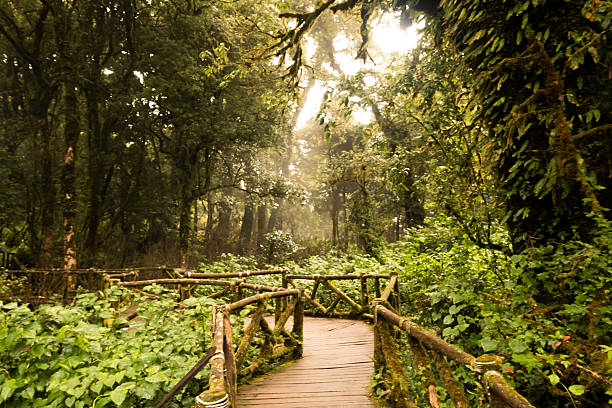 istock Footpath travel in Nature Trail Blured background 493798550
