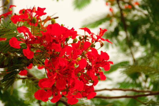 Beautiful Gulmohar or Delonix regia flower on tree with leaves