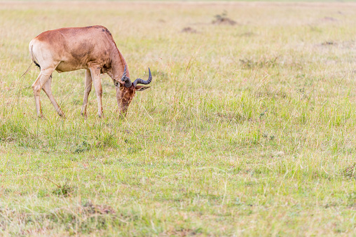 Cow antelope grazing
