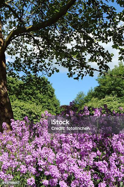 Hesperis Matronalisdamian Alcazar Stockfoto und mehr Bilder von Nachtviole - Nachtviole, Baum, Blume