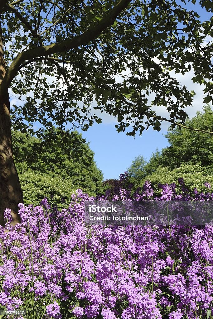 Hesperis matronalis-Nachtviole - Royalty-free Juliana-dos-jardins Foto de stock