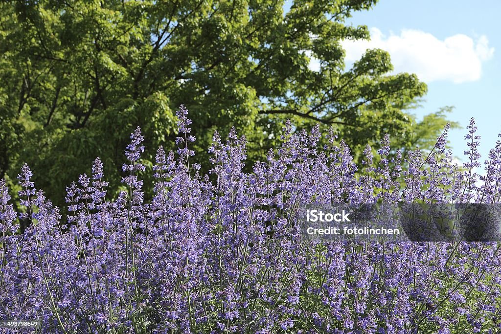 Katzenminze/Nepeta x faassenii - Lizenzfrei Katzenminze Stock-Foto