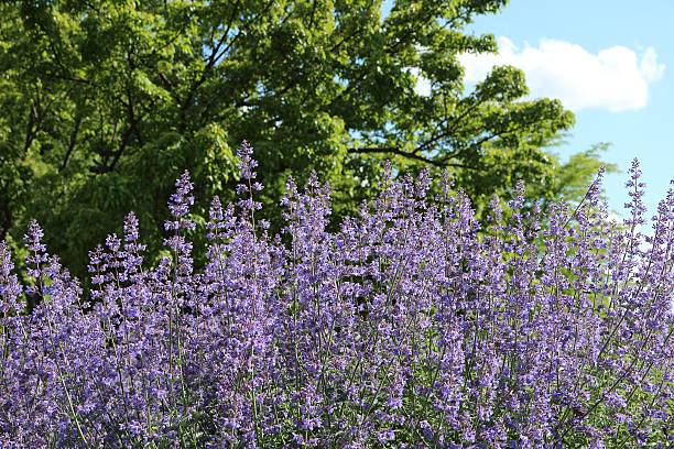 Catmint / Nepeta x faassenii Catmint / Catnip, Nepeta x fasssenii nepeta faassenii stock pictures, royalty-free photos & images