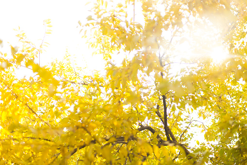 Autumn background, yellow leaves on the tree