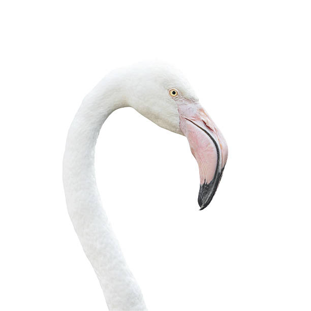 istock Head flamingo isolated on white background. This has clipping pa 493798734