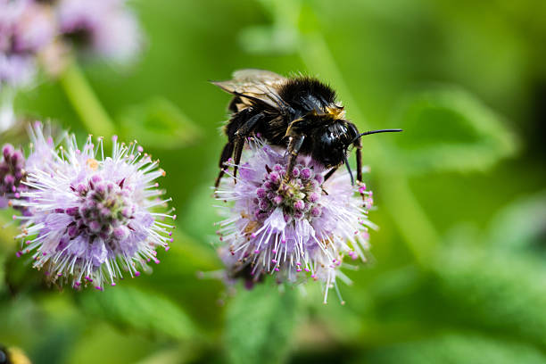 istock Wet bee gathering nectar just after the rain 493798781