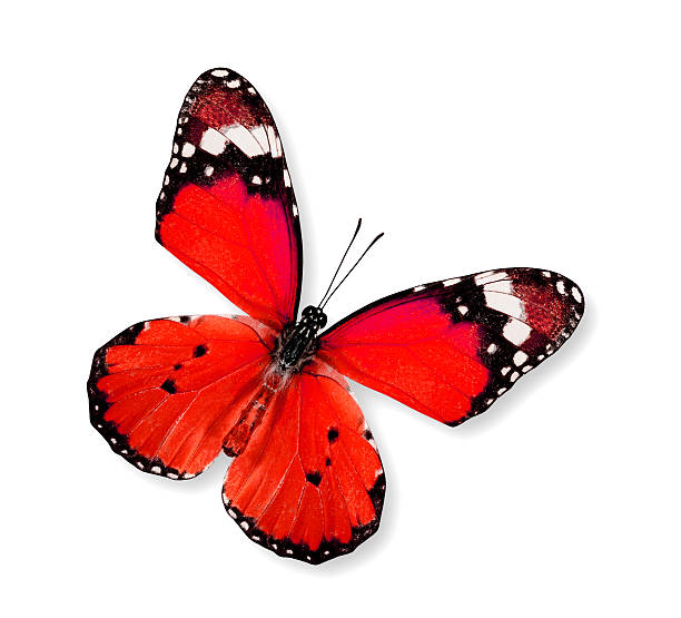 istock Red Butterfly flying (Plain Tiger) isolated on white background 493799038