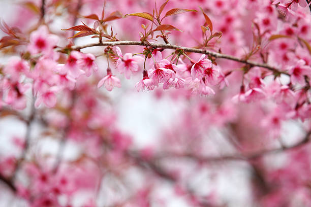 istock Lao sakura in winter season 493799099
