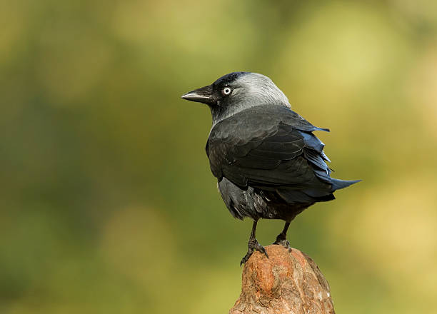 Western Jackdaw (Corvus monedula) on a post Western Jackdaw (Corvus monedula) on a post, UK raven corvus corax bird squawking stock pictures, royalty-free photos & images