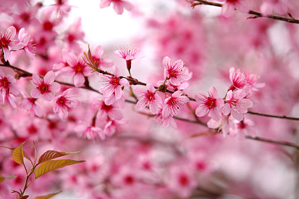 istock Lao sakura in winter season 493799145