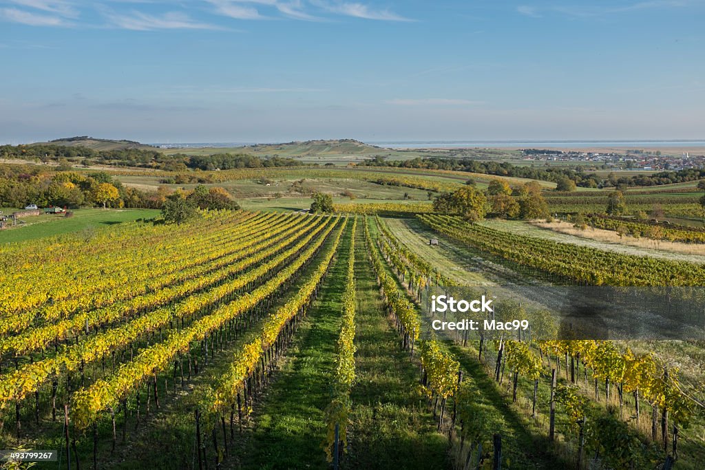 Weinberg - Lizenzfrei Neusiedlersee Stock-Foto