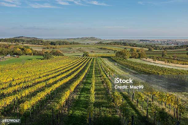 Weinberg Stockfoto und mehr Bilder von Neusiedlersee - Neusiedlersee, Burgenland, Weinberg