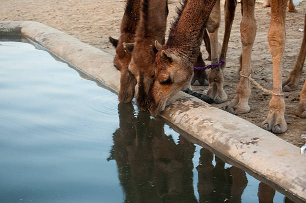 two camels with their noses together in the desert