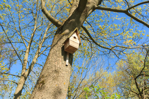 Wooden birdhouse hanging high on textured bark trunk of old tall tree in the spring grove. The sky is blue, the air is clear and fresh, the trees are seen first tender green leaves. In the background there is a  large number of fruit tree silhouettes. Park retro light pillar at background. Green fresh foliage on foreground.
