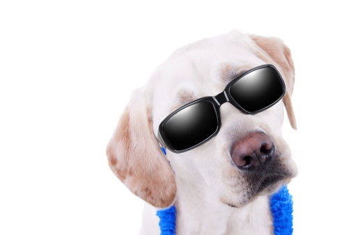 Summer holiday vacation Labrador dog in sunglasses with copy space