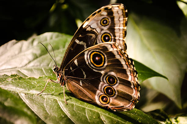 borboleta - foto de acervo