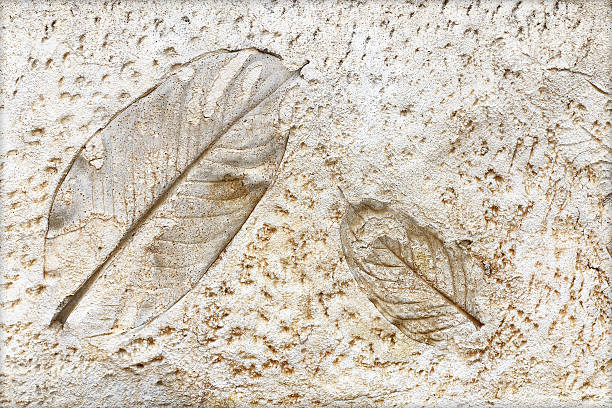 istock marks of leaf on the concrete pavement. 493802289