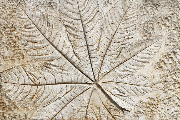 istock marks of leaf on the concrete pavement. 493802543